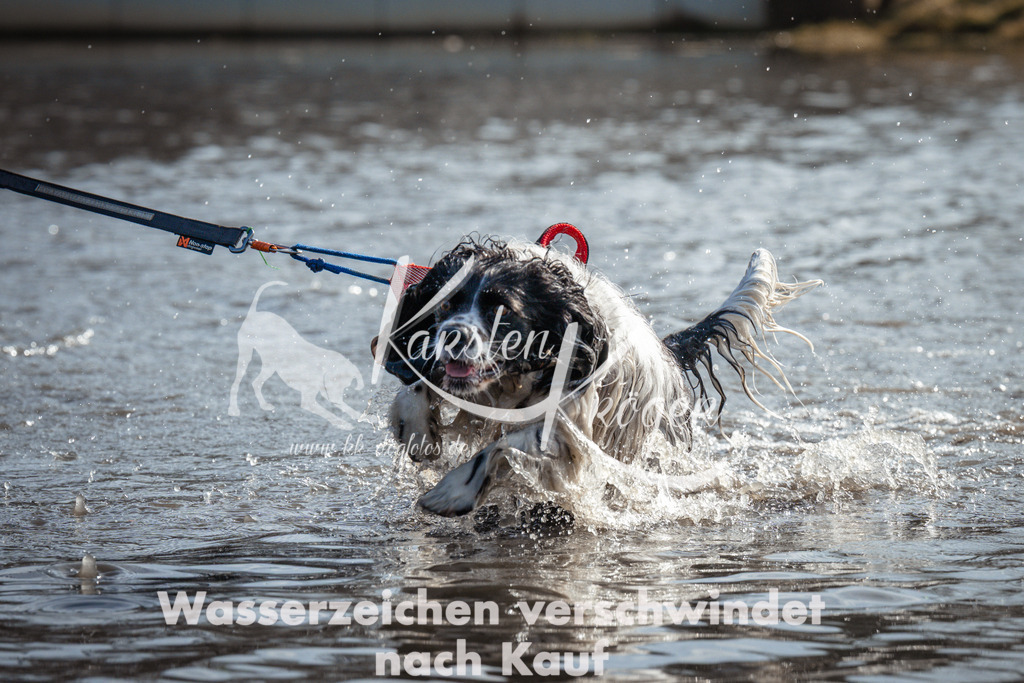 1103_ZZ92103 | kk-dogfotos