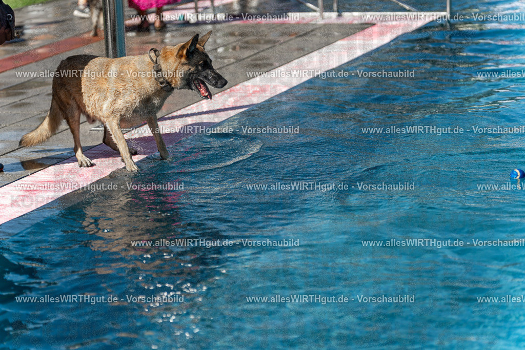 Hundeschwimmen_Volksbad_2026-allesWIRTHgut_Tierfotografie-2609061159-110929-7R500029 | Professionelle Tierfotografie in Mönchengladbach von Daniel Wirth (allesWIRTHgut). Liebevolle & natürliche Bilder von Hunden & Katzen für unvergessliche Erinnerungen.