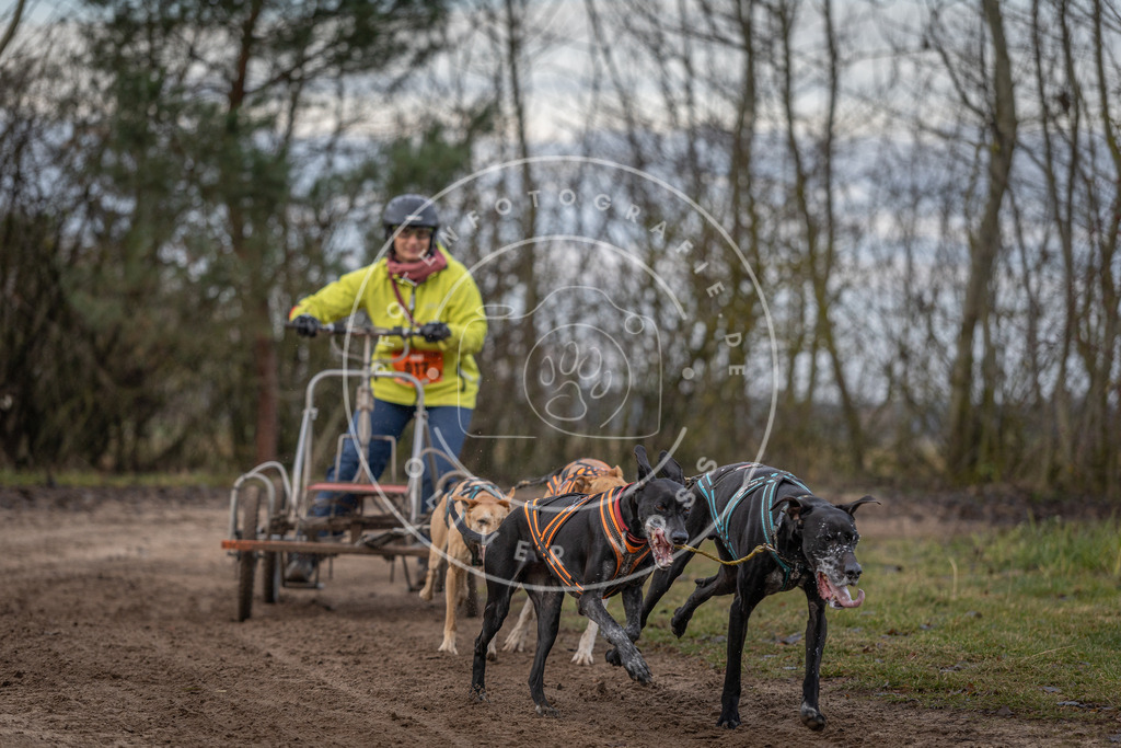 Pfotenfotografie_DV3A6064 | Hundefotografie, Tierfotograf, Pfotenfotografie, Fotoshooting Hund, Hunde Portrait, Hundesport, Hundeportraits, Heideshooting, Hunde, Sportfotograf, Hundefotograf, Turnierhundsport, THS,  - Realisiert mit Pictrs.com