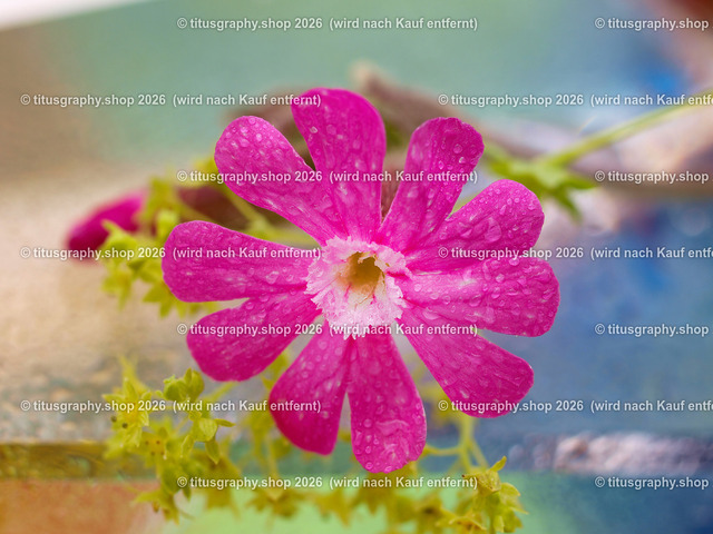 titusgraphy_P6277545-vz-ln | titusgraphy-shop: Geschenkideen mit Qualitätsfotos. titusgraphy-shop: gift ideas with quality photos. titusgraphy-shop: idées cadeaux avec photos de qualité.  - Realisiert mit Pictrs.com