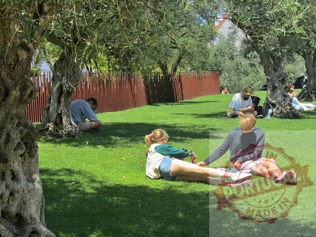 People relaxing under olive trees in public park. Porto - Portugal | People enjoying leisure time on green grass in park, finding shade under olive trees - Realized with Pictrs.com