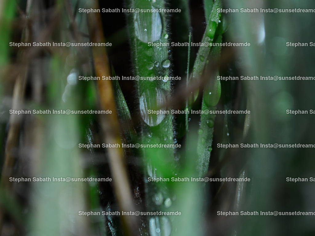 Grashalm mit Tropfen (1) | Sie werden ihren Augen nicht trauen