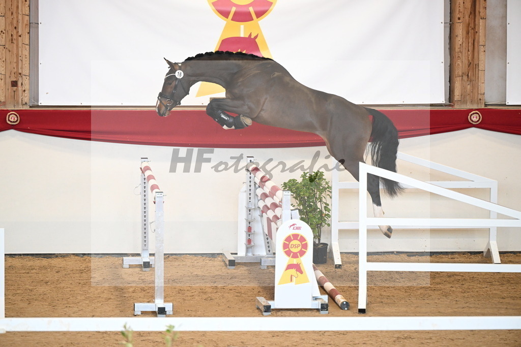 Kat.-Nr. 16 v. Cornet_s Balou_Laue_2251075 | hf-fotografie - Realisiert mit Pictrs.com