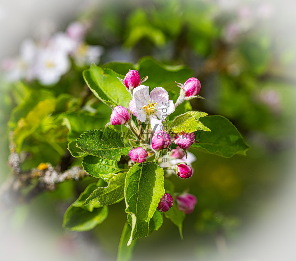 Apfelbaumblüte | Frank Herberich Fotografie, Frank Herberich, Fotografie, Hochzeit, Portrait, St. Peter Ording, Ording, Westerhever, Nordsee, Frank Fotografie, Hardheim,  Odenwald,Walldürn, Band,Eventfotografie - Realized with Pictrs.com