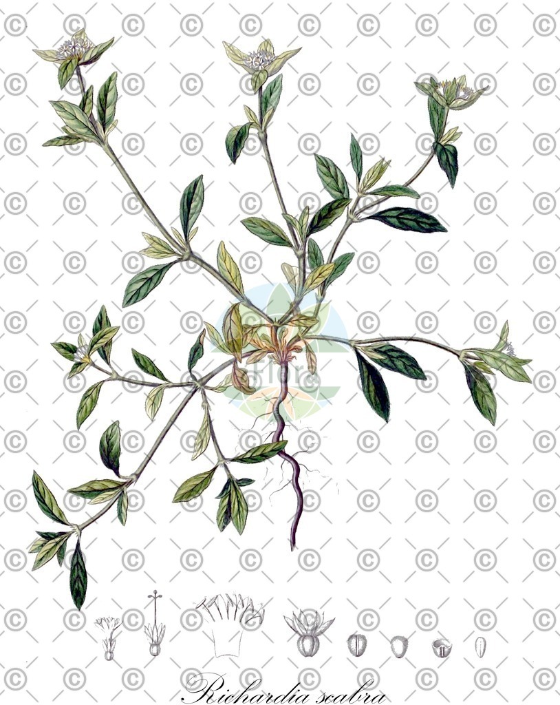 HistAbb_wfo-0000296741_1_ENZY_Simple | Historische Abbildung von Richardia scabra - Rubiaceae | Historical Illustration of Richardia scabra - Rubiaceae