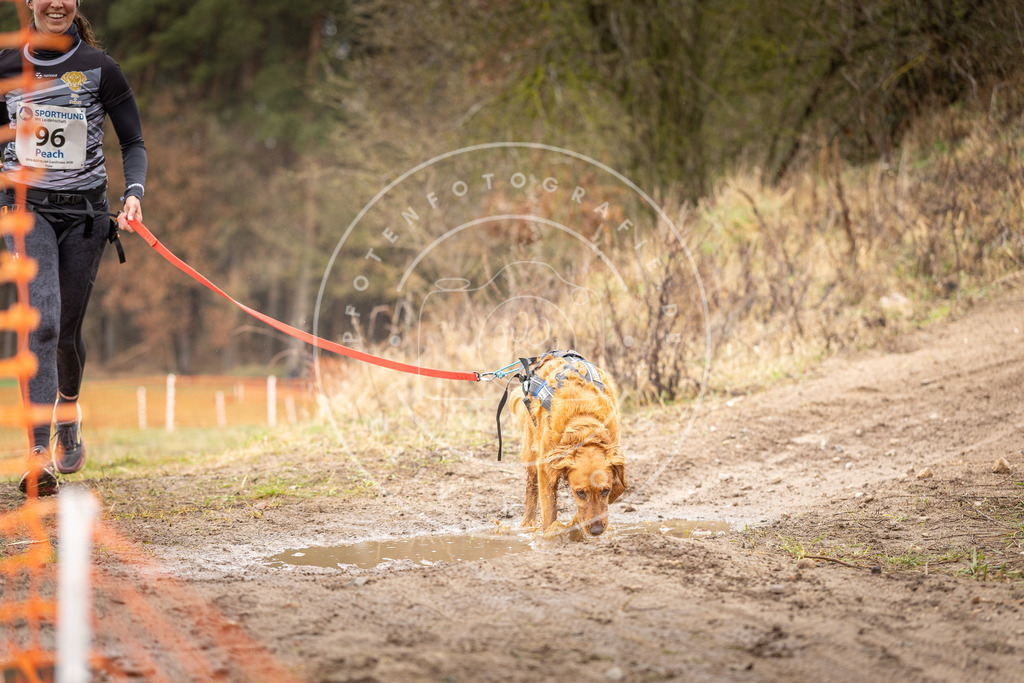 DV3A0559 | Hundefotografie, Tierfotograf, Pfotenfotografie, Fotoshooting Hund, Hunde Portrait, Hundesport, Hundeportraits, Heideshooting, Hunde, Sportfotograf, Hundefotograf, Turnierhundsport, THS,  - Realisiert mit Pictrs.com