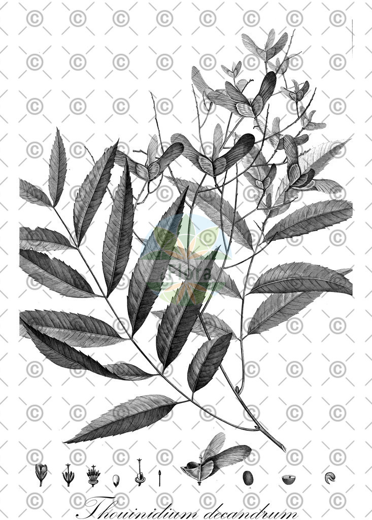 HistAbb_wfo-0000323330_1_ENZY_Simple | Historische Abbildung von Thouinidium decandrum - Sapindaceae | Historical Illustration of Thouinidium decandrum - Sapindaceae