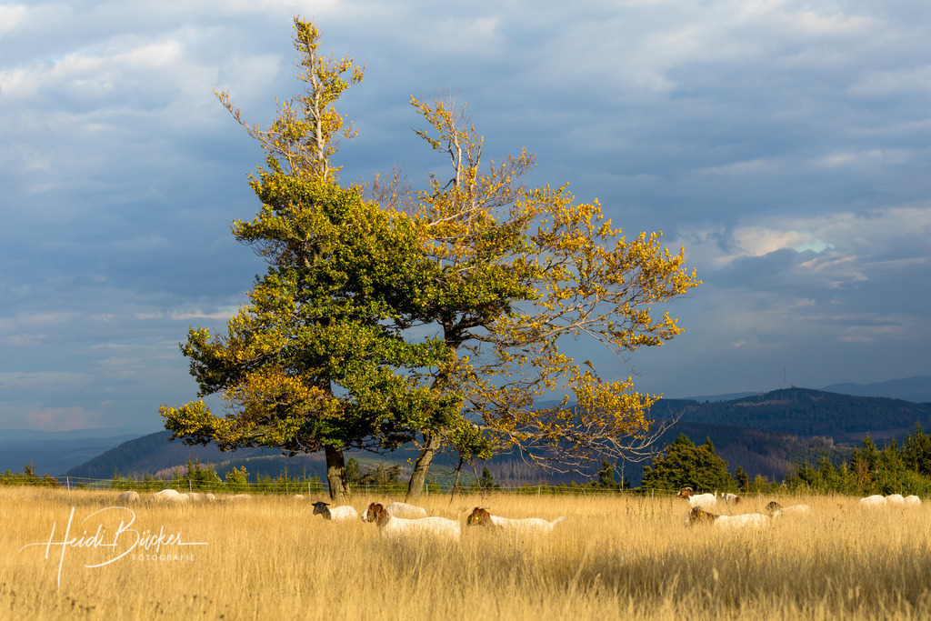 Heidschnucken auf dem Kahlen Asten | Heidschnucken beweiden die Astenheide auf dem Kahlen Asten - Realisiert mit Pictrs.com