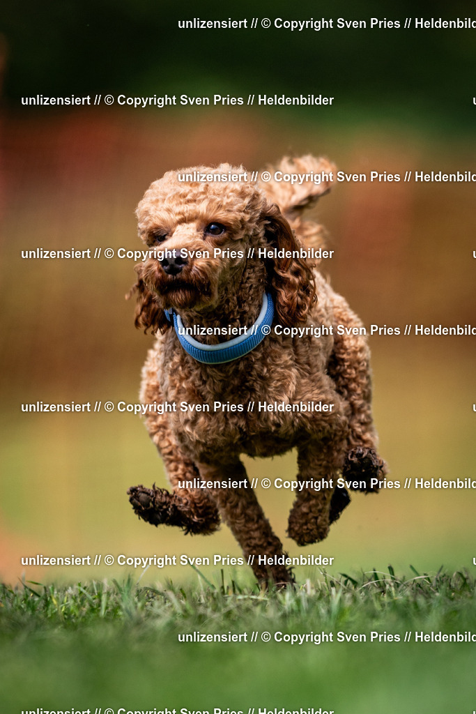 Sven Pries | 2024-04-21 - Hunderennen Baden-Oos
Foto: Sven Pries - Realisiert mit Pictrs.com