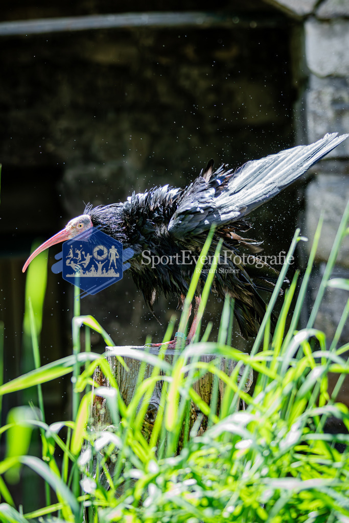 IMG_6649 | SportEventFotografie - Roman Stoiber