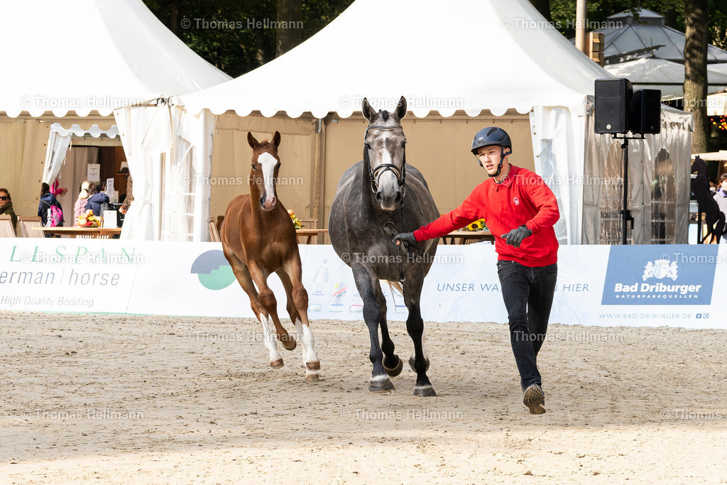 OWL.Ch.2024_Fohlen Nr.1_Edin W --2 | Der professionelle Turnierfotograf ✓ Reitsport Bilder ▷ Shop ✚ günstig & schnell ✚ mit Zugang für Redakteure