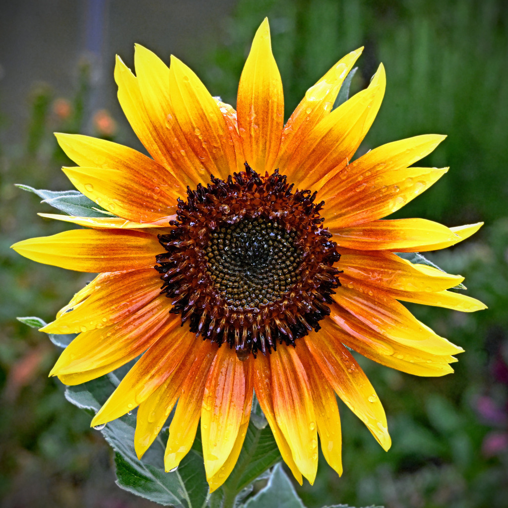 Sonnenblume01q-260818 | greenwatching-with-luci - Realisiert mit Pictrs.com