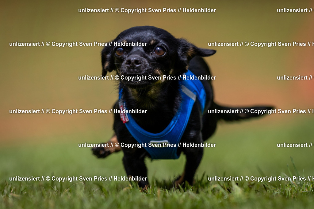 Sven Pries | 2024-04-21 - Hunderennen Baden-Oos
Foto: Sven Pries - Realisiert mit Pictrs.com