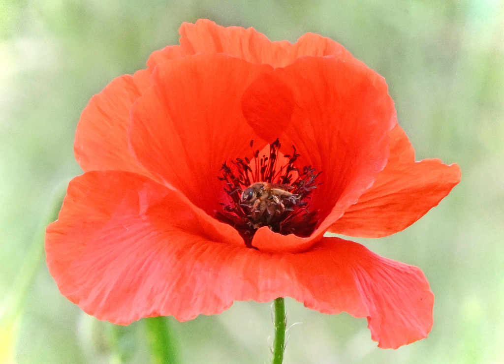 Klatschmohn01 | lucisnaturbilder - Realisiert mit Pictrs.com