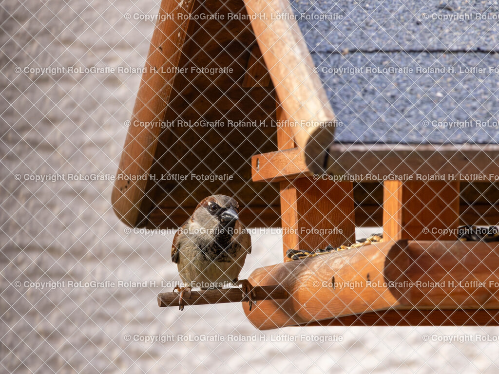 20240410_Vögel_RoLoGrafie-3 | Vogel beim Futtern - Realisiert mit Pictrs.com