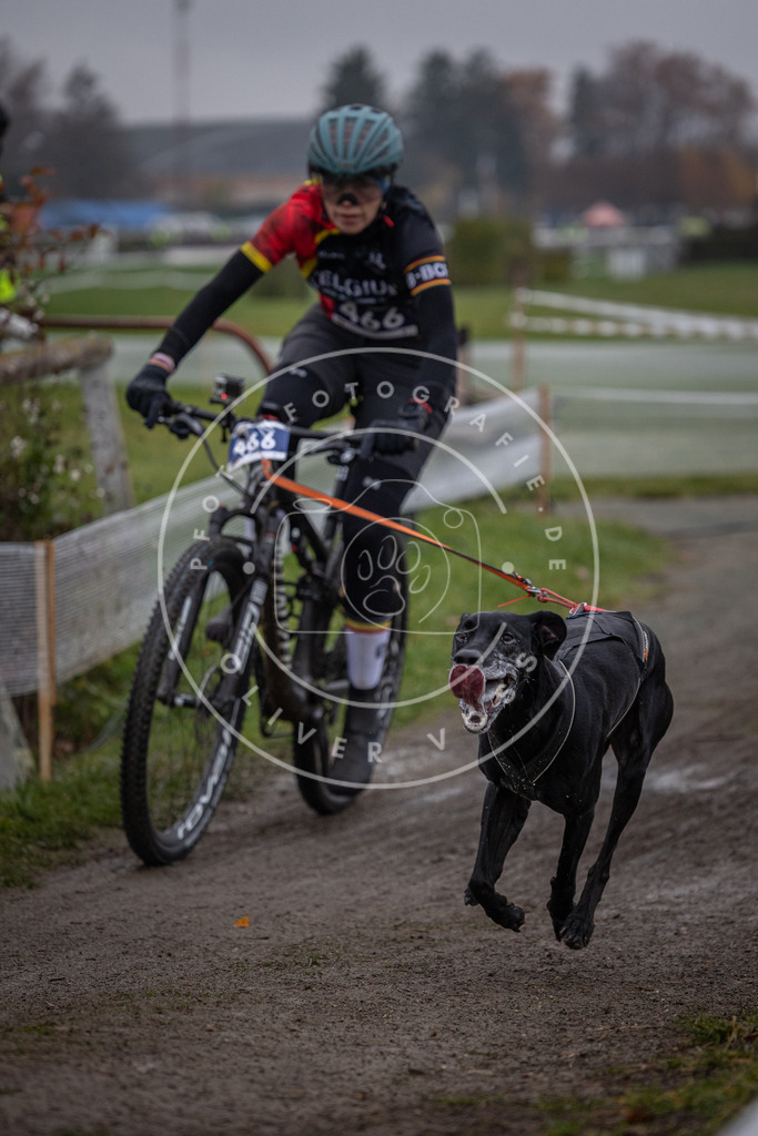 CaniXpix_0L8A1684 | Hundefotografie, Tierfotograf, Pfotenfotografie, Fotoshooting Hund, Hunde Portrait, Hundesport, Hundeportraits, Heideshooting, Hunde, Sportfotograf, Hundefotograf, Turnierhundsport, THS,  - Realisiert mit Pictrs.com