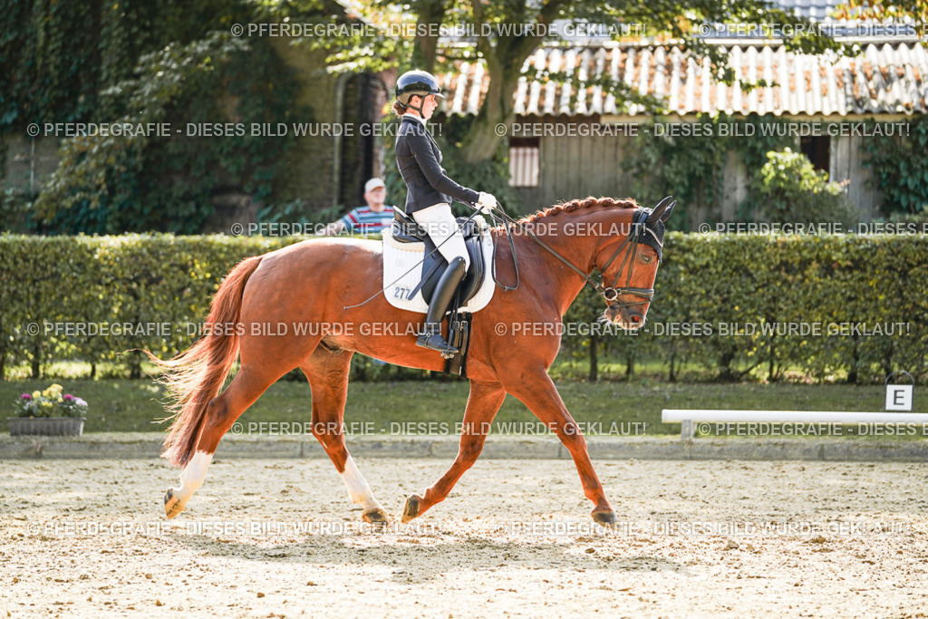 DSC08782 | Pferdegrafie