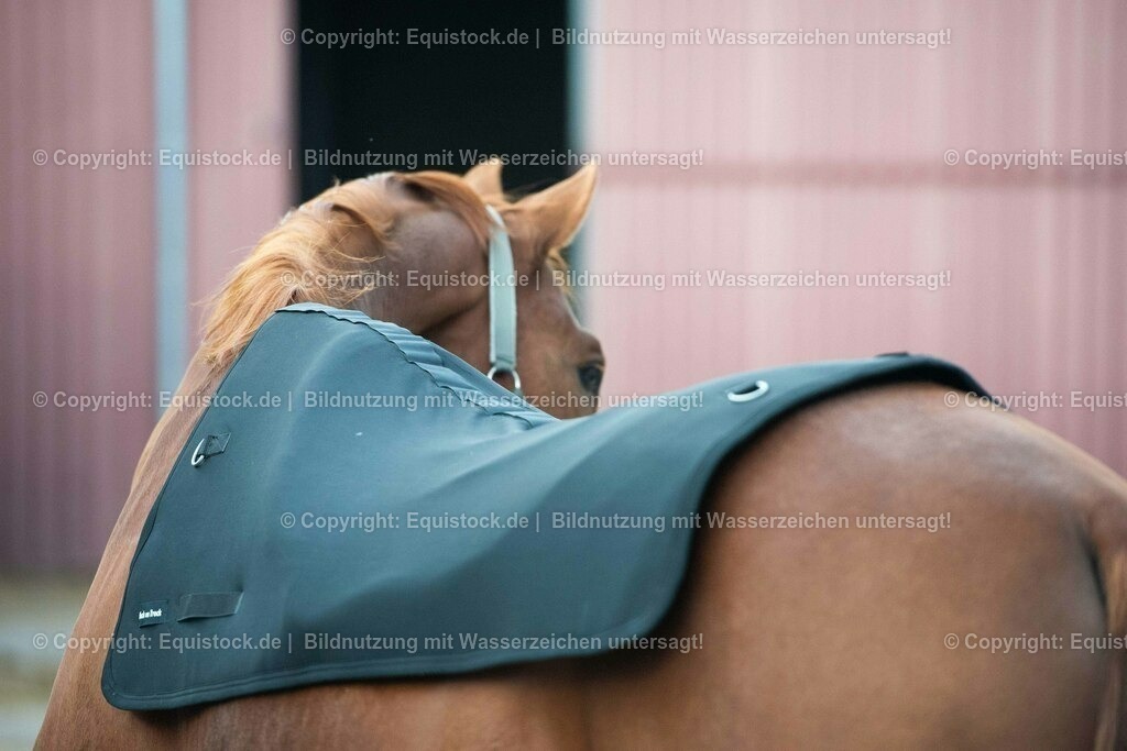 20200928_Back_on_Track_Decke_0001 | equistock