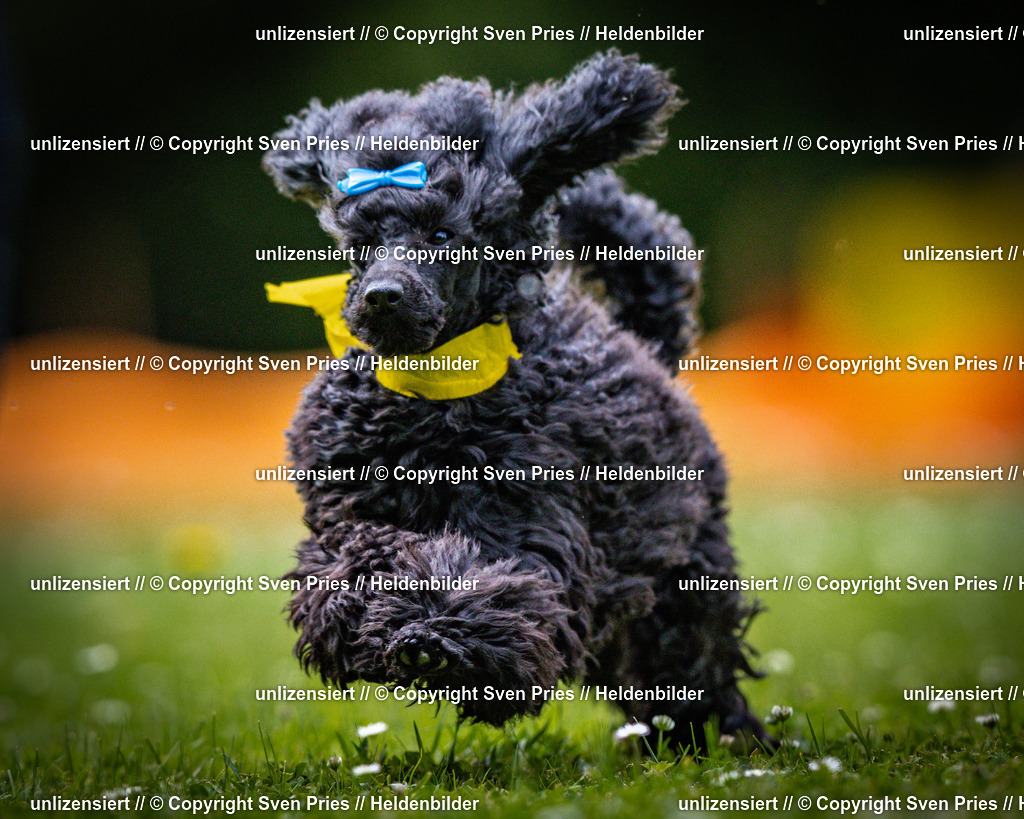 Sven Pries | 2025-05-29 - Pudelrennen KA-Durlach - Realisiert mit Pictrs.com