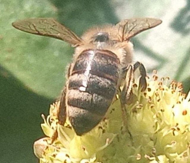 biene-an-bluete | Verkauf von Fotos und  Videoclips zumThema Natur.Motive sind Pflanzen, Tiere, Landschaftenund Wetter - Realisiert mit Pictrs.com