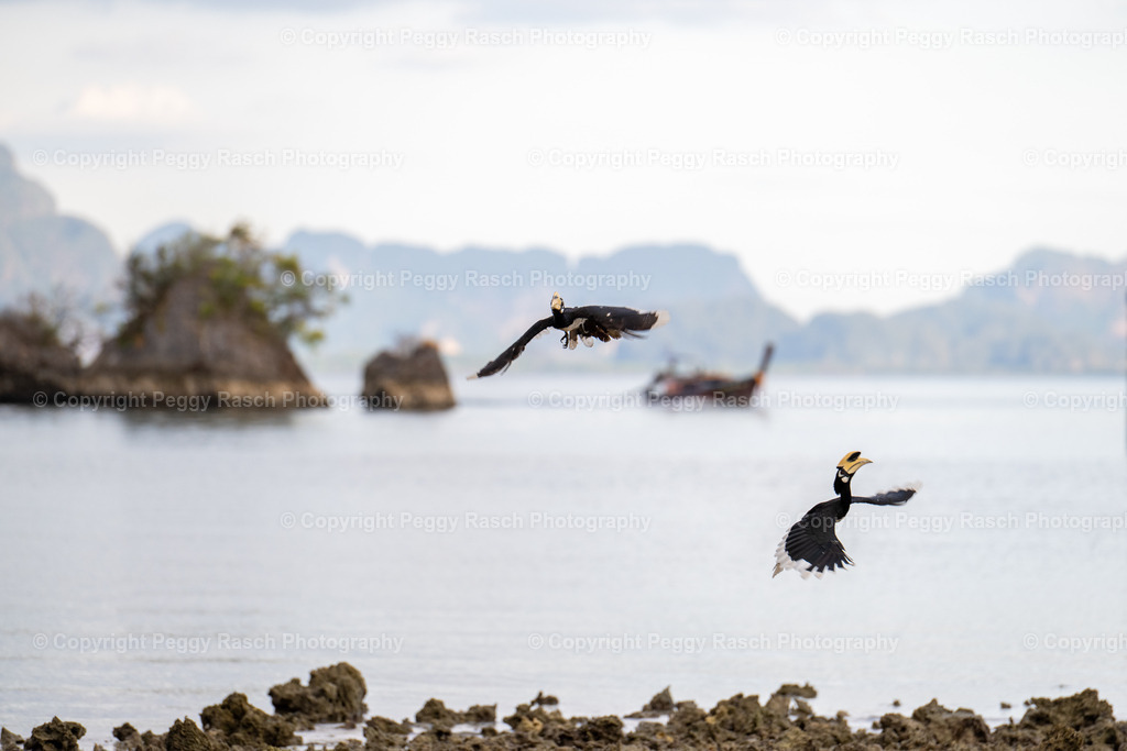 Thailand_Hornbills_2025 (31) | PeggyRaschPhotography - Realisiert mit Pictrs.com