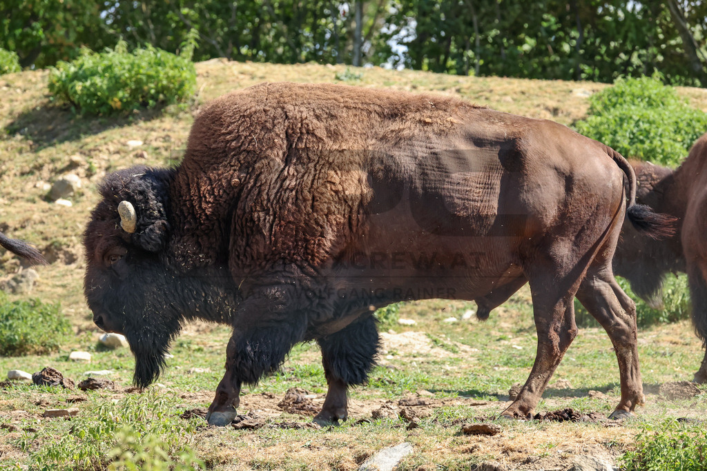 Bisons at Tierpark Herberstein // Bisons im Tierpark Herberstein | Bisons at Tierpark Herberstein in Styria, Austria. The scene shows the powerful animals in their enclosure and highlights their impressive appearance, calm presence and natural behavior in the zoo environment. // Bisons im Tierpark Herberstein in der Steiermark, Österreich. Die Szene zeigt die kraftvollen Tiere in ihrem Gehege und hebt ihr eindrucksvolles Erscheinungsbild, ihre ruhige Präsenz und ihr natürliches Verhalten im Tierpark hervor. - Realisiert mit Pictrs.com