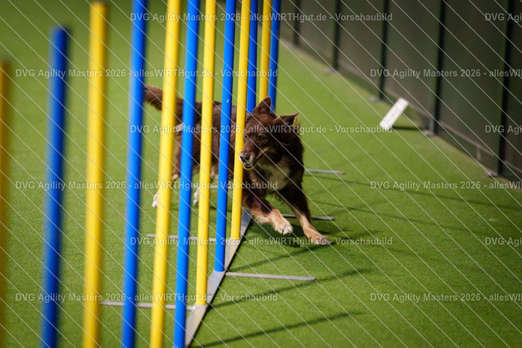 allesWIRTHgut_Tierfotografie-DVG_Agility_Masters_2026-15_38-7R502539 | Professionelle Tierfotografie in Mönchengladbach von Daniel Wirth (allesWIRTHgut). Liebevolle & natürliche Bilder von Hunden & Katzen für unvergessliche Erinnerungen.