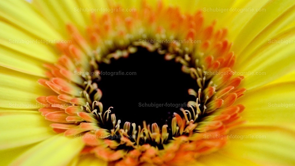 Sonnenblume | Die Gewöhnliche Sonnenblume, auch nur Sonnenblume genannt, ist eine Pflanzenart aus der Gattung der Sonnenblumen in der Familie der Korbblütler. Wikipedia - Realisiert mit Pictrs.com