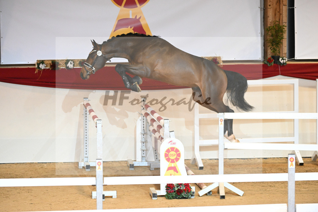 Kat-Nr. 7 Chacco Blue_Sportpferde vom Hardthof_1230810 | hf-fotografie - Realisiert mit Pictrs.com