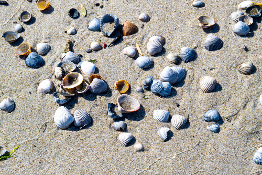 Muscheln im feinen Dünensand auf Texel: Naturdetails am Nordseestrand | Zahlreiche bunte Herzmuscheln und Muschelschalen liegen verstreut im feinen Sand am Strand der Nordseeinsel Texel. Die nah aufgenommene Detailaufnahme zeigt die natürliche Vielfalt des Meeres- und Küstenlebens im Wattgebiet der Westfriesischen Inseln. Das Motiv eignet sich ideal als Symbol- und Hintergrundbild für Themen rund um Umwelt, Ökosystem Meer, Strandurlaub, Naturkunde sowie Erholung an der niederländischen Küste. - Realisiert mit Pictrs.com