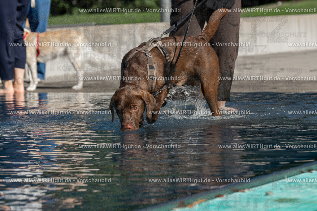 Hundeschwimmen_Volksbad_2026-allesWIRTHgut_Tierfotografie-2609061041-FAY05987 | Professionelle Tierfotografie in Mönchengladbach von Daniel Wirth (allesWIRTHgut). Liebevolle & natürliche Bilder von Hunden & Katzen für unvergessliche Erinnerungen.
