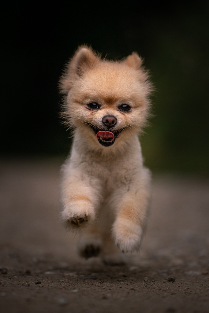 Balou | Professionelle Tierfotografie in Mönchengladbach von Daniel Wirth (allesWIRTHgut). Liebevolle & natürliche Bilder von Hunden & Katzen für unvergessliche Erinnerungen.