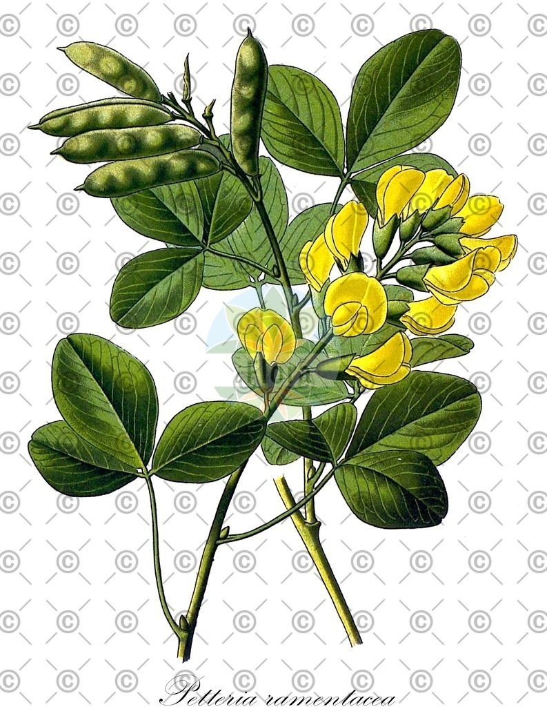 Histabb_EMP_107767_SRC_Koehler_1887_SIMPLE | Historische Abbildung von Petteria ramentacea - Fabaceae | Historical Illustration of Petteria ramentacea - Fabaceae