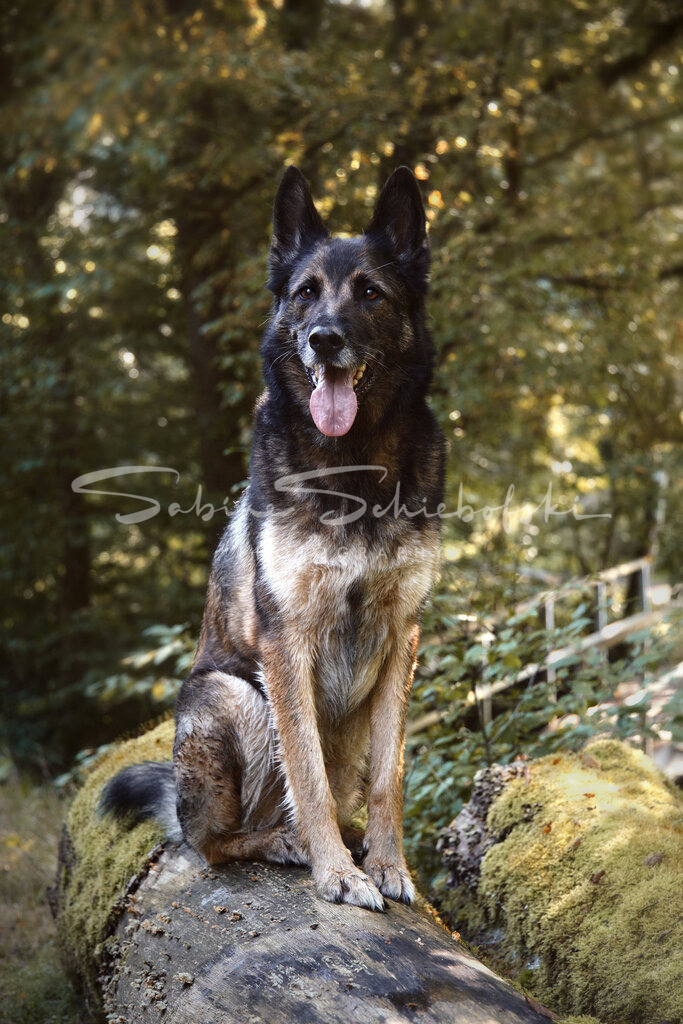 Flash_23-09-172023_09_17_DSCF1404 | People- und Tierfotografie, Imageaufnahmen, Veranstaltungsfotografie und Wandbilder aus der Natur ★ Made in Germany ✔️ Druck + Downloads ✔️ Naturfotografie in Top Qualität ★ schneller Versand, weltweite Lieferung! - Realisiert mit Pictrs.com