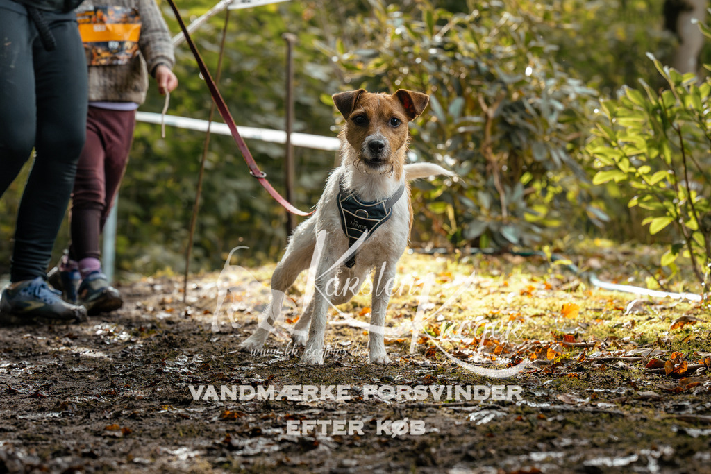 1452DZ6_3707Z6 | kk-dogfotos