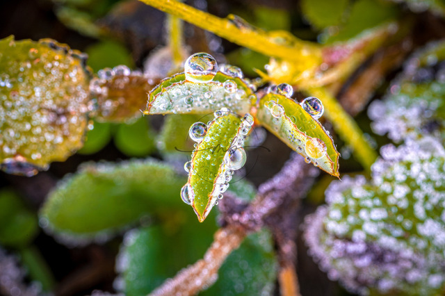 Kleeblatt mit Wassertropfen | Professionelle Natur- & Landschaftsfotos als Poster, auf Leinwand & viele mehr. Wähle aus einer Vielzahl an Formaten & Materialien Dein perfektes Bild. - Realisiert mit Pictrs.com