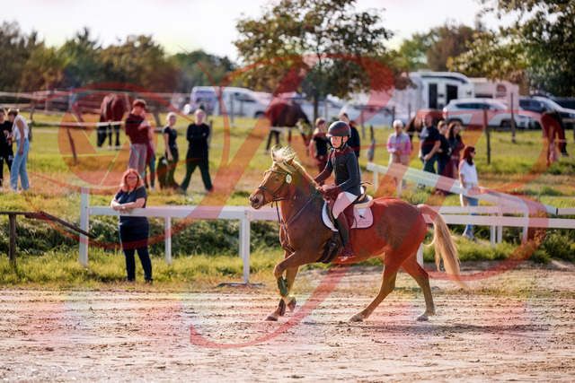 2026_10_03_Siefer-Hof_144702_Z81_23524429 | Professionelle Reitsport-, Turnier- und Eventfotografie von Robert Broda. Galerien mit ausgewählten und bearbeiteten Bildern direkt online ansehen und bestellen.