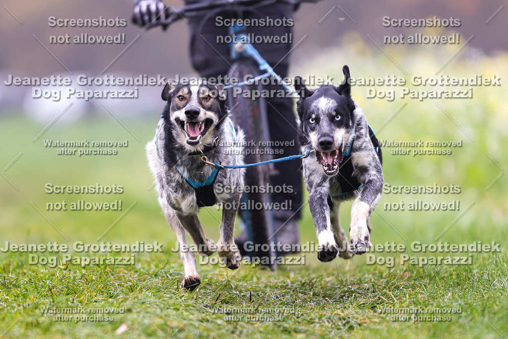 Dog Paparazzi - Visbeck 25 -71 | Dog Paparazzi Jeanette Grottendiek Fotografie & Videografie - Realisiert mit Pictrs.com