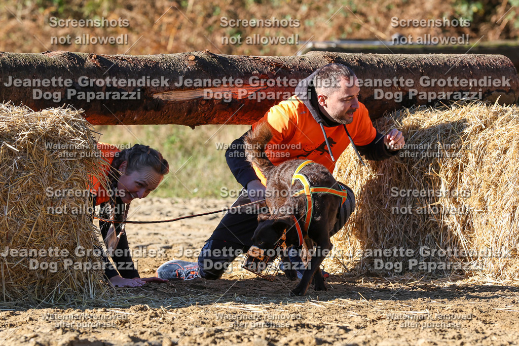 Dog Paparazzi - Strongdog 10-25-2061 | Dog Paparazzi Jeanette Grottendiek Fotografie & Videografie - Realisiert mit Pictrs.com