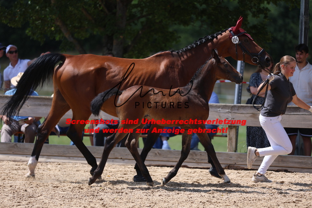 Fohlenschau_Schwäbisch_Hall_springbetonte_Fohlen_KN 26_1 | lmwpictures - Realisiert mit Pictrs.com