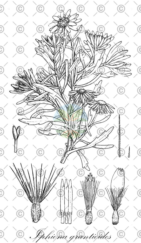 HistAbb_wfo-0001099638_1_ENZY_Simple | Historische Abbildung von Iphiona grantioides - Asteraceae | Historical Illustration of Iphiona grantioides - Asteraceae