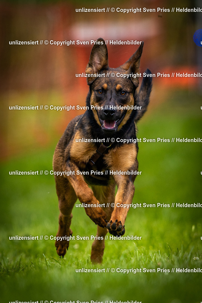 Sven Pries | 2025-04-13 - Hunderennen Baden-Baden - Realisiert mit Pictrs.com