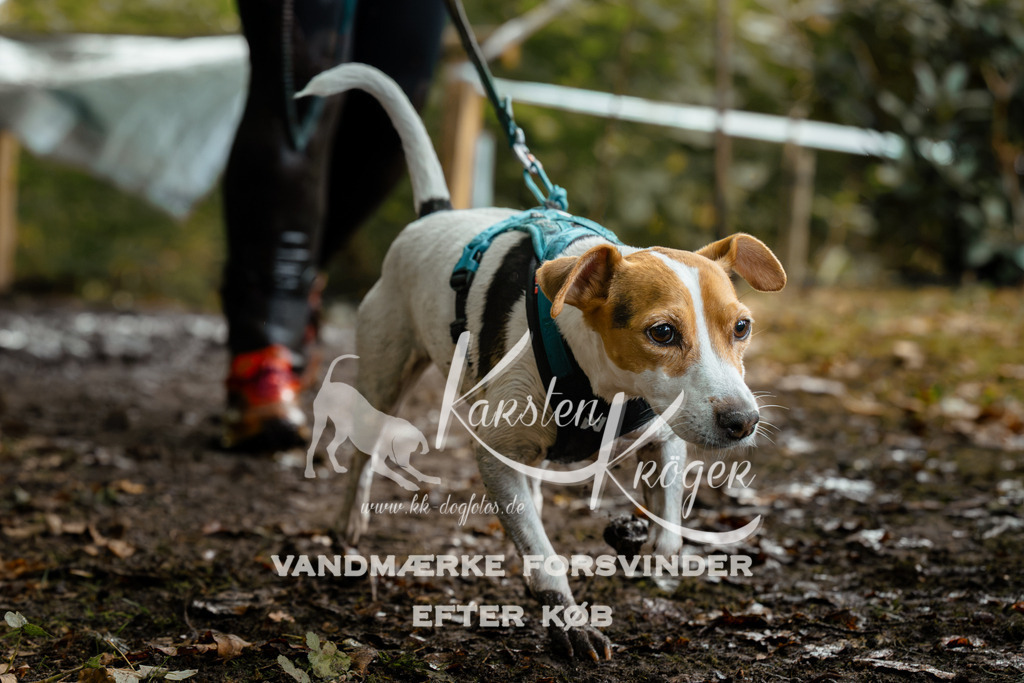 1438DZ6_3343Z6 | kk-dogfotos