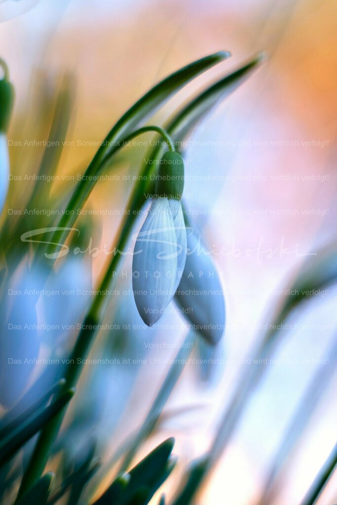 Wandbild Schneeglöckchen | #Schneeglöckchen sind kleine weiße #Blumen, die im späten #Winter oder frühen #Frühling blühen. Sie sind bekannt für ihr zartes Aussehen und gelten oft als Symbol für Hoffnung und #Erneuerung. #Schneeglöckchen sind in #Gärten und #Wäldern in ganz #Europa verbreitet. - Realisiert mit Pictrs.com