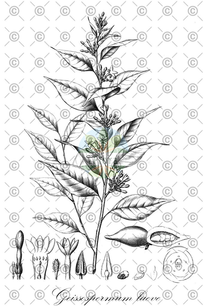 HistAbb_wfo-1000022633_1_ENZY_Simple | Historische Abbildung von Geissospermum laeve - Apocynaceae | Historical Illustration of Geissospermum laeve - Apocynaceae
