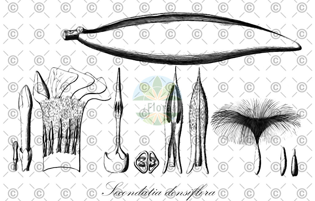 HistAbb_wfo-0001100037_1_ENZY_Simple | Historische Abbildung von Secondatia densiflora - Apocynaceae | Historical Illustration of Secondatia densiflora - Apocynaceae