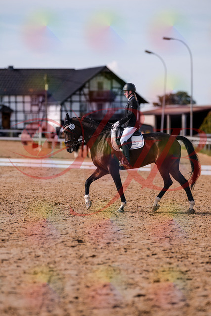 2026_10_03_Siefer-Hof_132604_Z81_78760017 | Professionelle Reitsport-, Turnier- und Eventfotografie von Robert Broda. Galerien mit ausgewählten und bearbeiteten Bildern direkt online ansehen und bestellen.