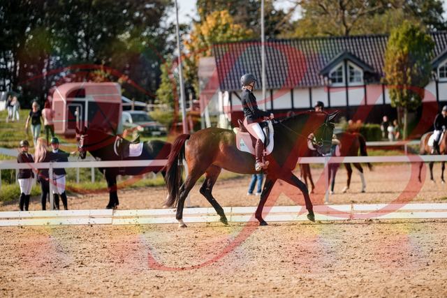 2026_10_03_Siefer-Hof_133610_Z63_96133837 | Professionelle Reitsport-, Turnier- und Eventfotografie von Robert Broda. Galerien mit ausgewählten und bearbeiteten Bildern direkt online ansehen und bestellen.