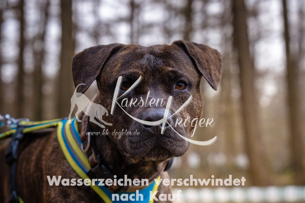 1604_ZZ92502 | kk-dogfotos