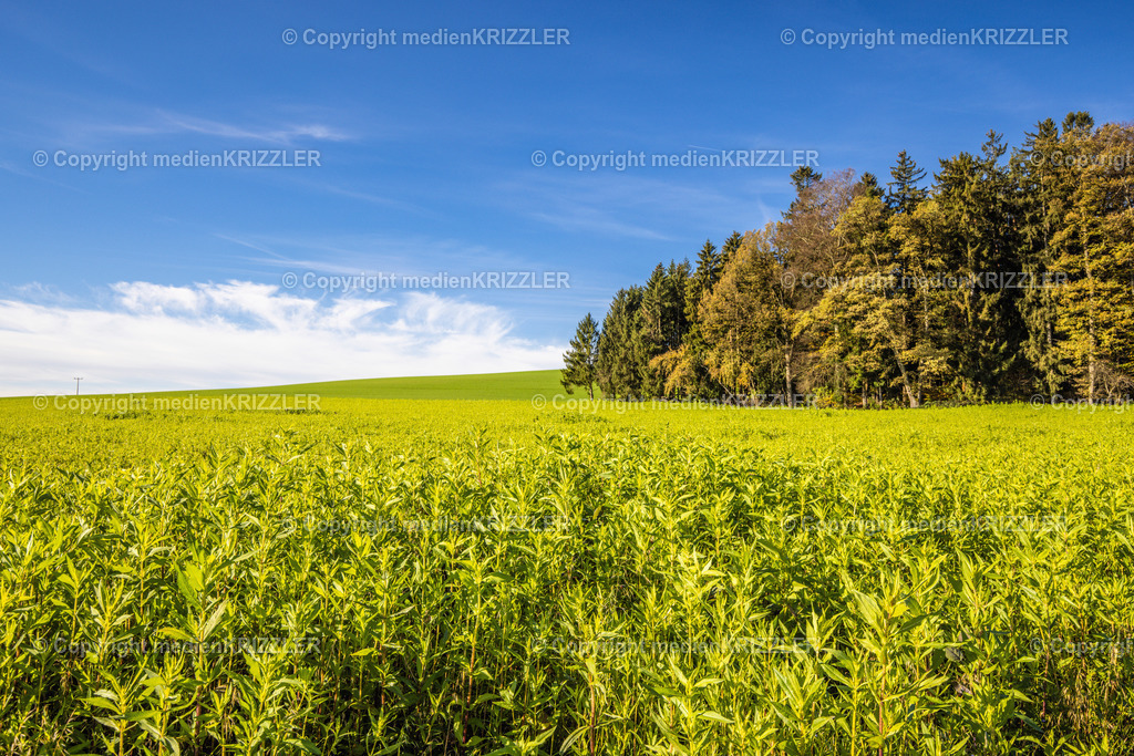 _J3A9028 | medienkrizzler - Realisiert mit Pictrs.com